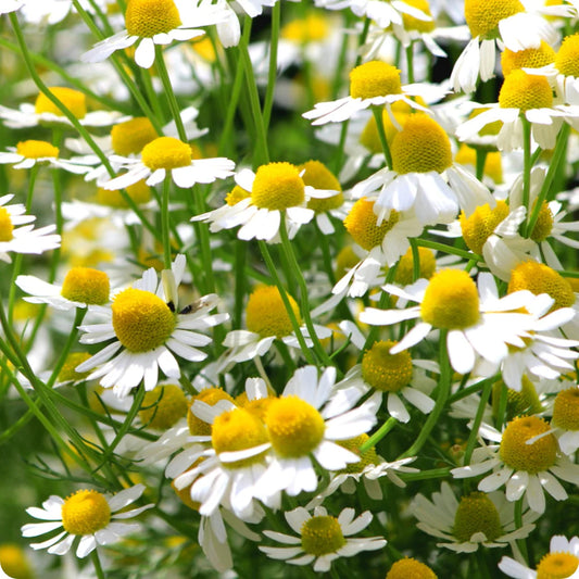 Chamomile