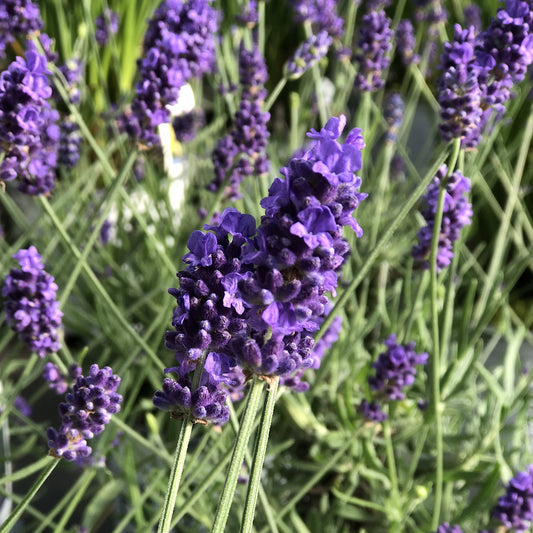 Lavender